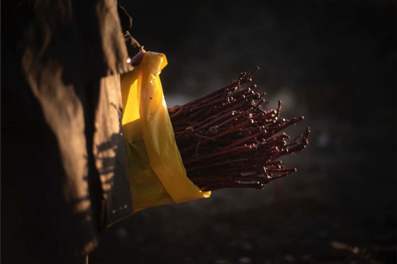 Planting of young vines in spring 2021